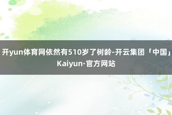 开yun体育网依然有510岁了树龄-开云集团「中国」Kaiyun·官方网站